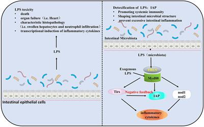 The Function and the Affecting Factors of the Zebrafish Gut Microbiota